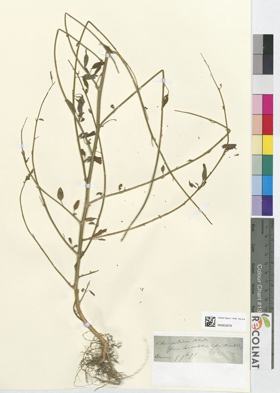 Chenopodium viride (Amaranthaceae)