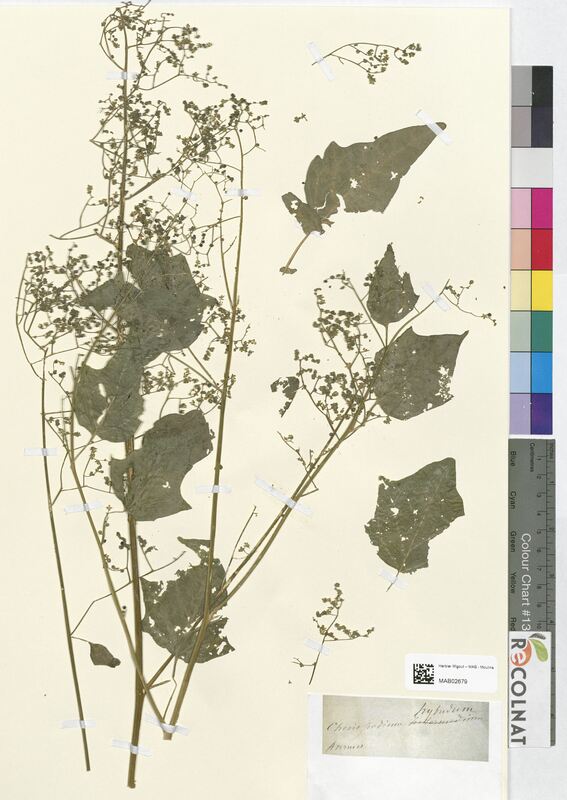 Chenopodium hybridum (Amaranthaceae)