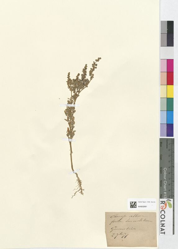 Chenopodium album (Amaranthaceae)