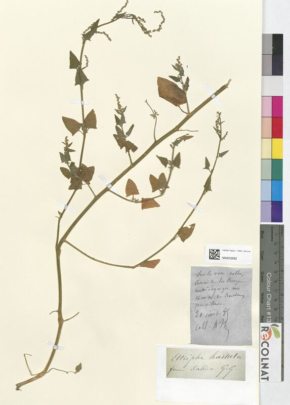 Atriplex hastata (Amaranthaceae)