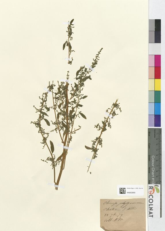 Chenopodium polyspermum (Amaranthaceae)