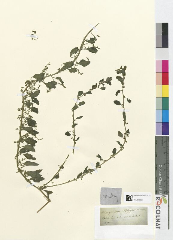 Chenopodium polyspermum (Amaranthaceae)