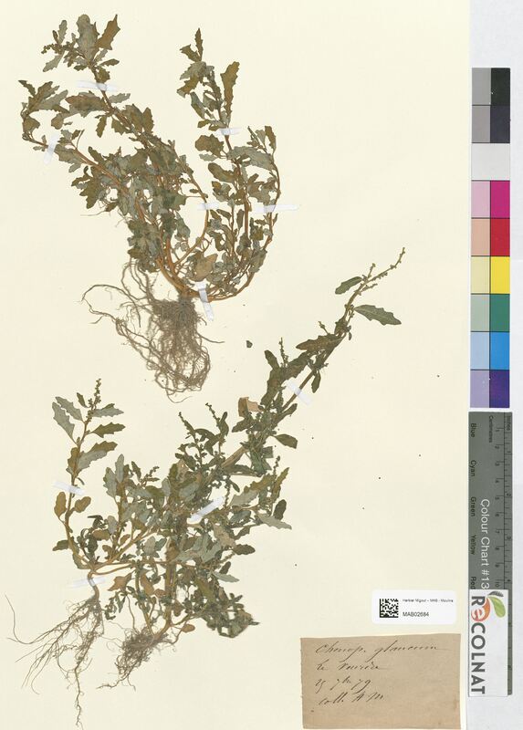 Chenopodium glaucum (Amaranthaceae)