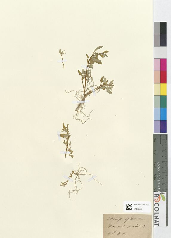 Chenopodium glaucum (Amaranthaceae)