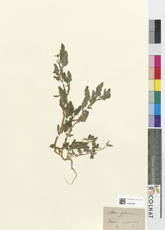 Chenopodium glaucum (Amaranthaceae)