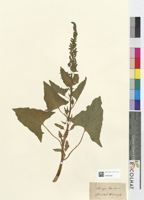 Chenopodium bonus-henricus (Amaranthaceae)