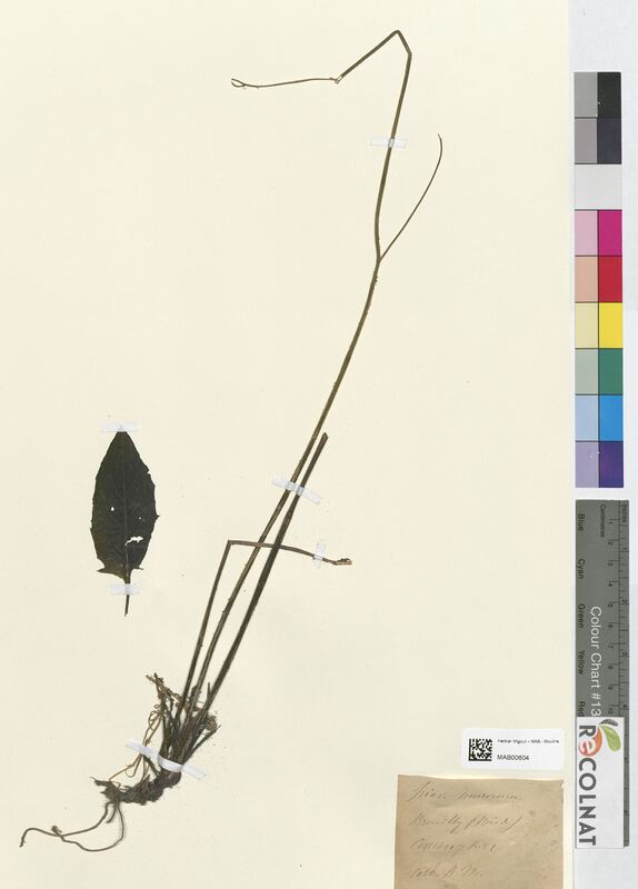 Hieracium murorum (Asteraceae)