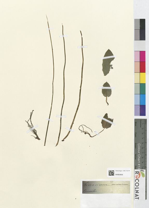 Hieracium murorum (Asteraceae)