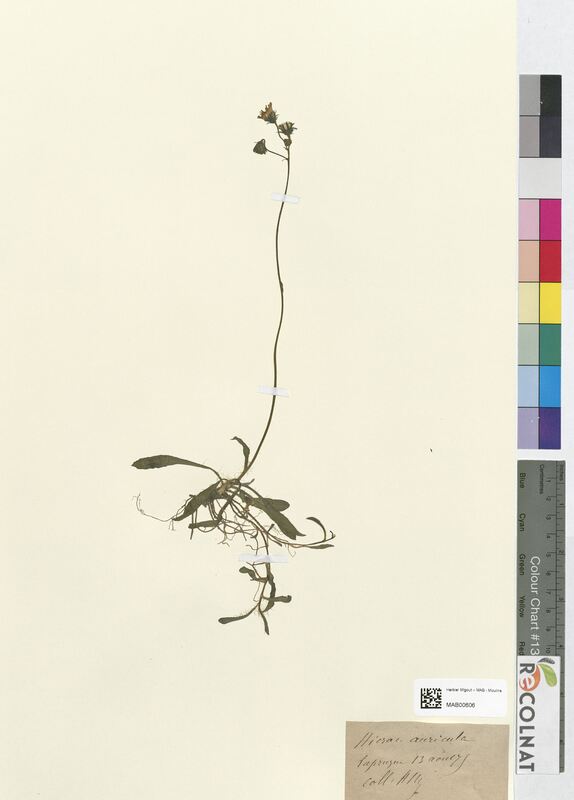 Hieracium auricula (Asteraceae)