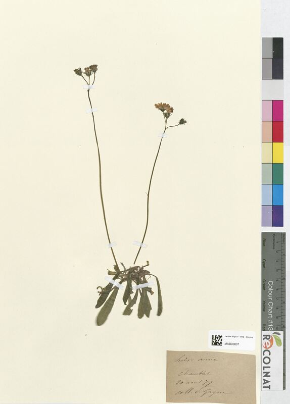 Hieracium auricula (Asteraceae)