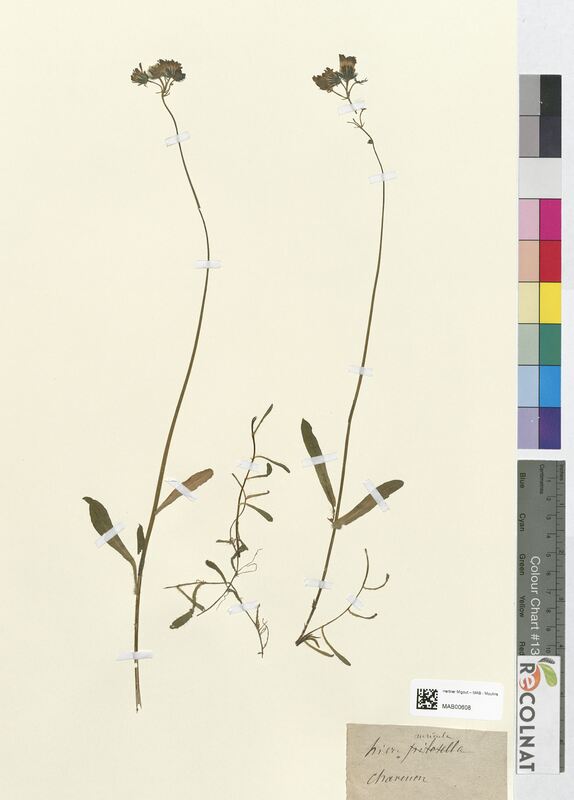 Hieracium auricula (Asteraceae)