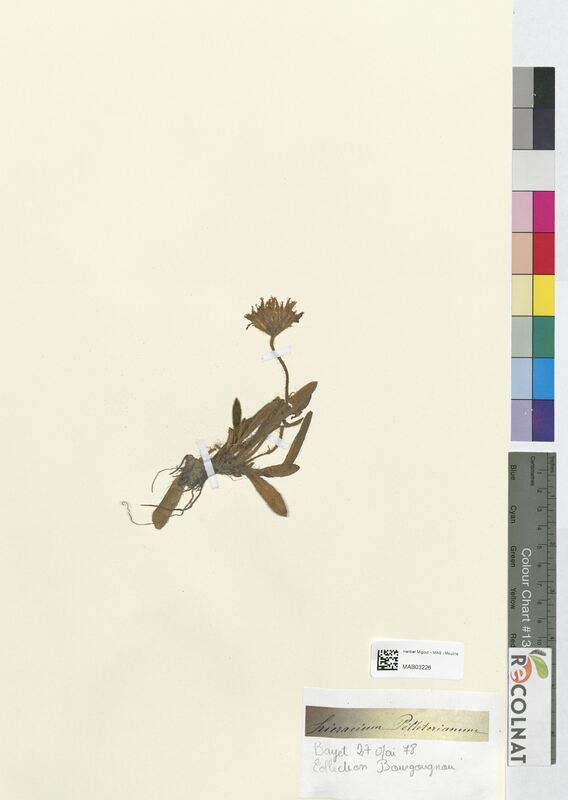 Hieracium pelleterianum (Asteraceae)