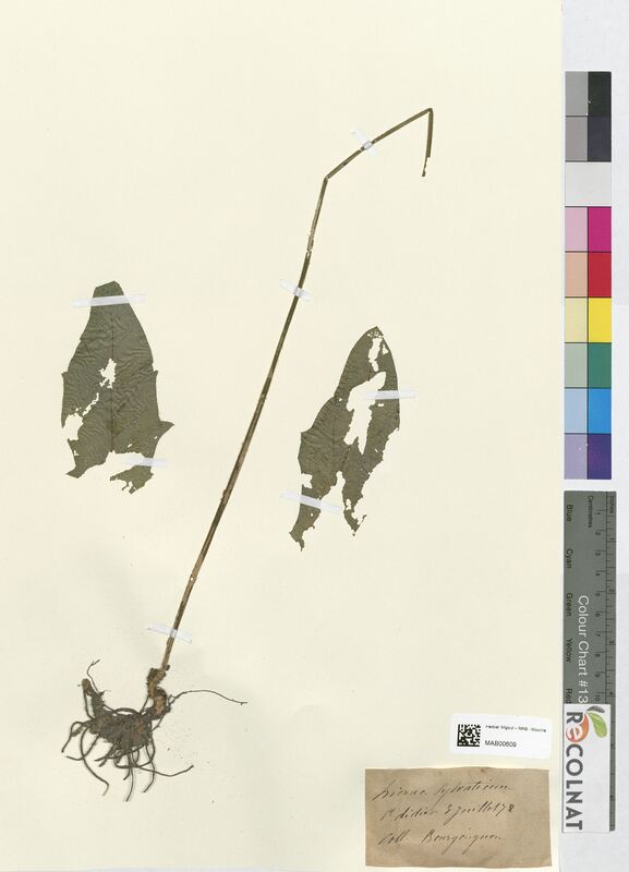 Hieracium sylvaticum (Asteraceae)