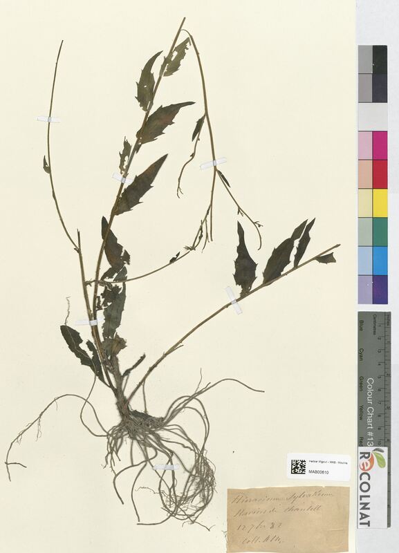 Hieracium sylvaticum (Asteraceae)