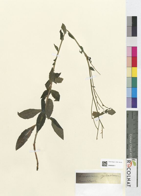 Hieracium sylvaticum (Asteraceae)