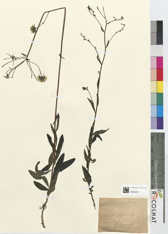 Hieracium umbellatum (Asteraceae)