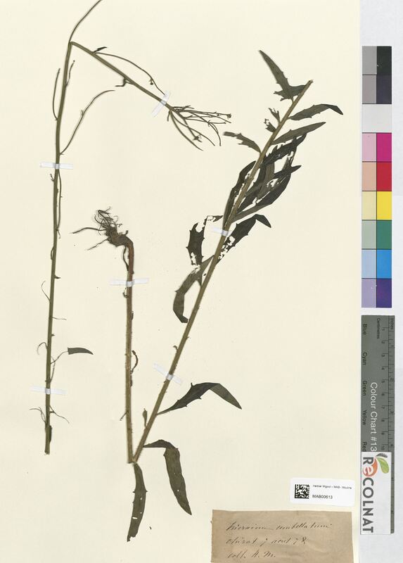 Hieracium umbellatum (Asteraceae)