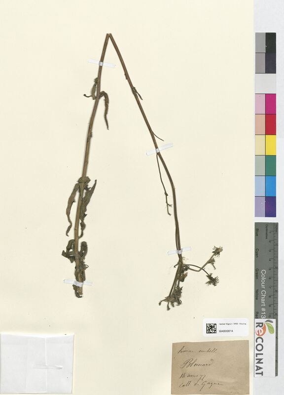 Hieracium umbellatum (Asteraceae)