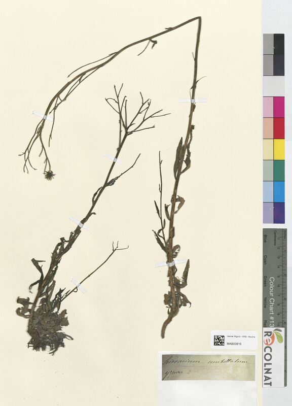 Hieracium umbellatum (Asteraceae)