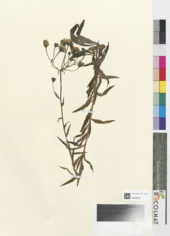 Hieracium umbellatum (Asteraceae)