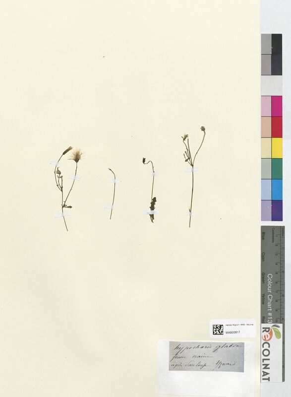 Hypochaeris glabra (Asteraceae)