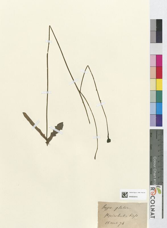 Hypochaeris glabra (Asteraceae)