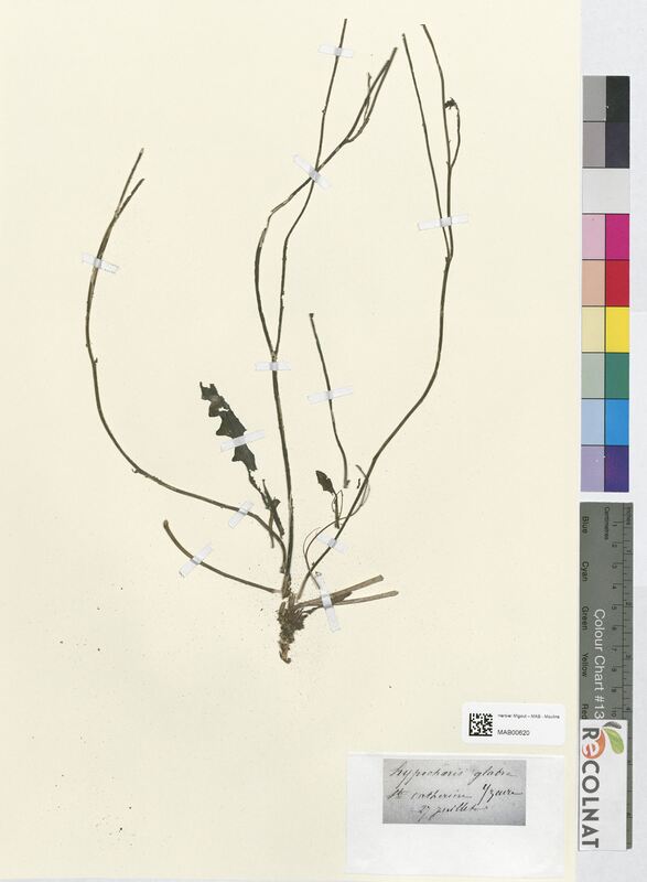 Hypochaeris glabra (Asteraceae)