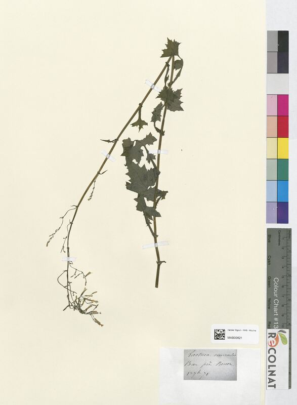 Lactuca muralis (Asteraceae)