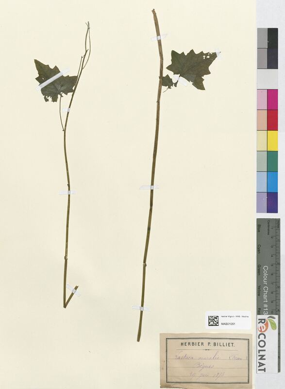 Lactuca muralis (Asteraceae)