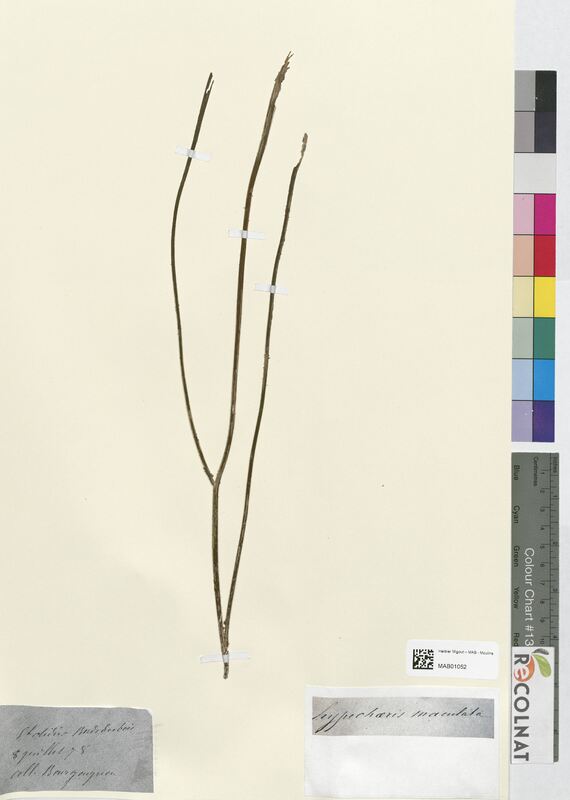 Hypochaeris maculata (Asteraceae)