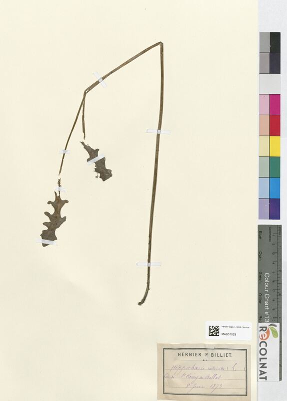 Hypochaeris radicata (Asteraceae)