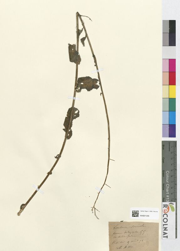 Lactuca scariola (Asteraceae)