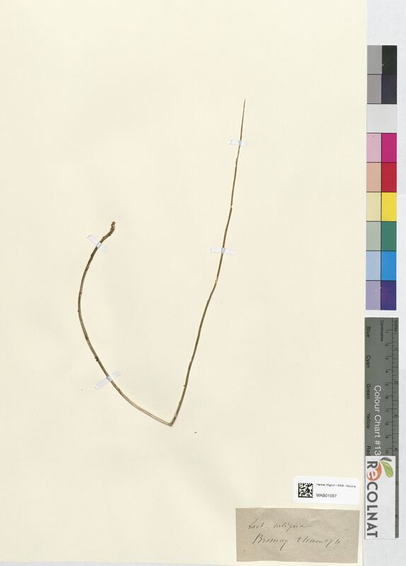 Lactuca saligna (Asteraceae)