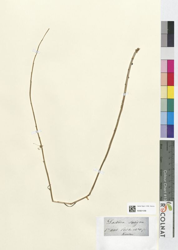 Lactuca saligna (Asteraceae)