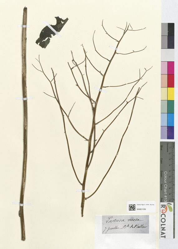 Lactuca virosa (Asteraceae)