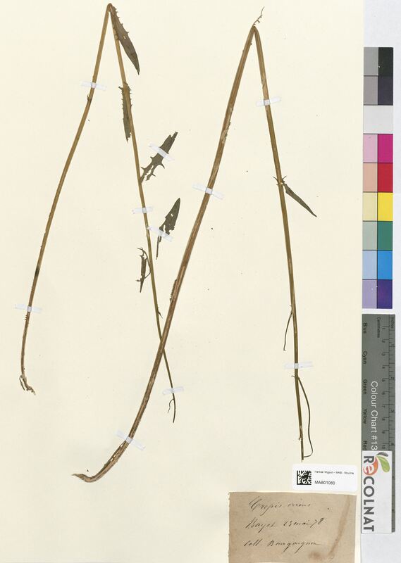 Crepis virens (Asteraceae)