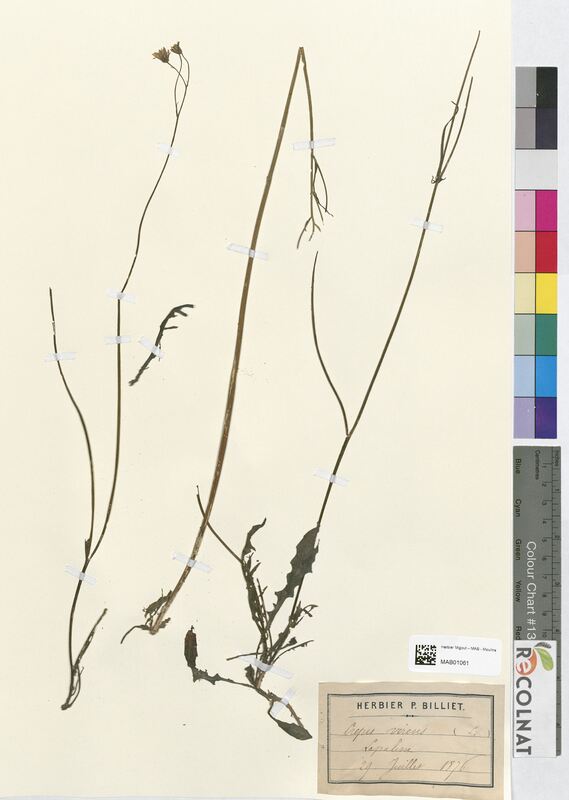 Crepis virens (Asteraceae)