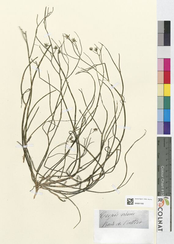 Crepis virens (Asteraceae)