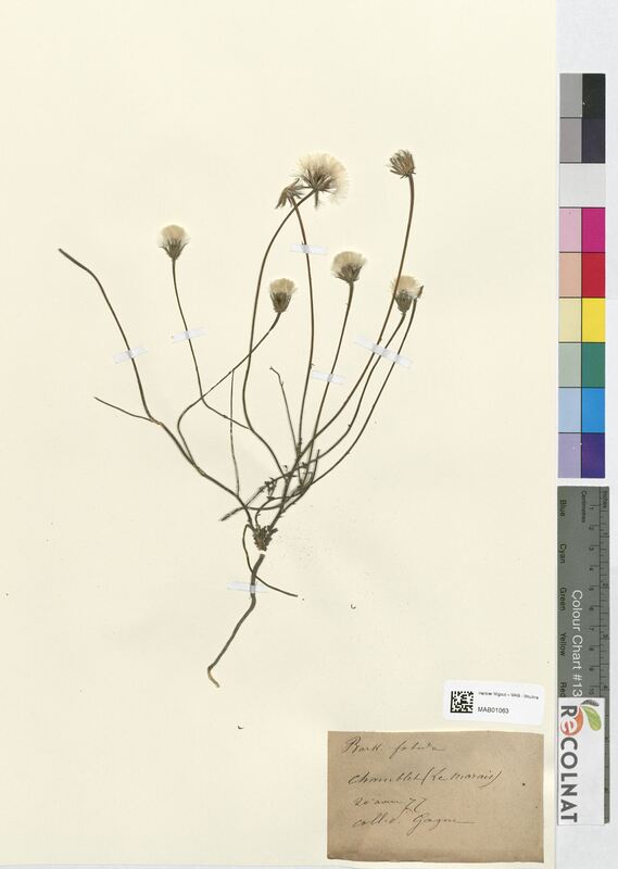 Crepis foetida (Asteraceae)