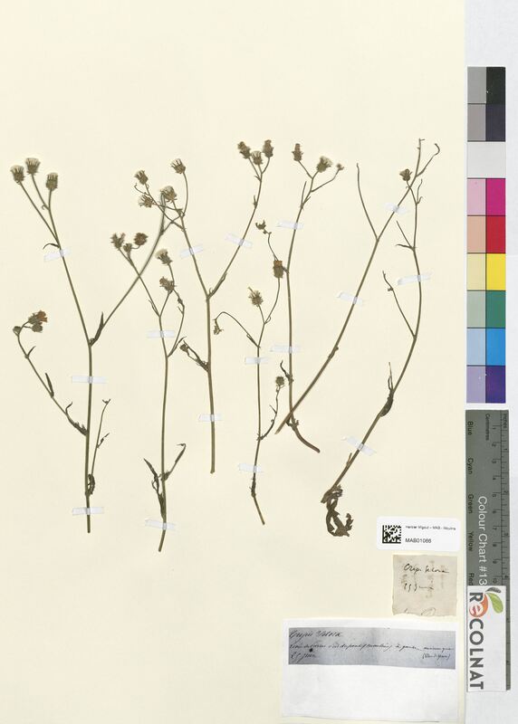 Crepis setosa (Asteraceae)