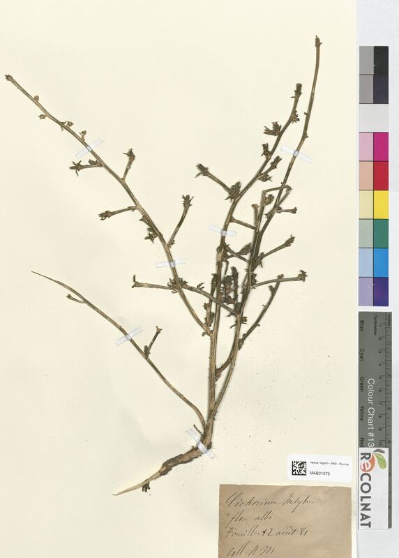 Cichorium intybus (Asteraceae)