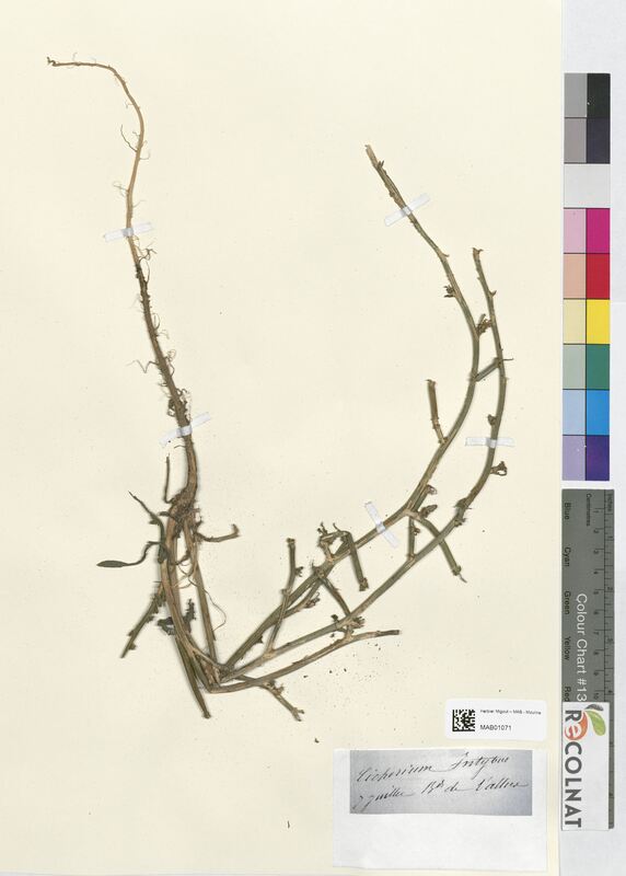 Cichorium intybus (Asteraceae)