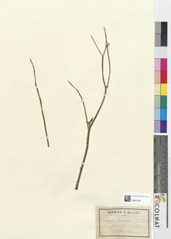 Crepis biennis (Asteraceae)