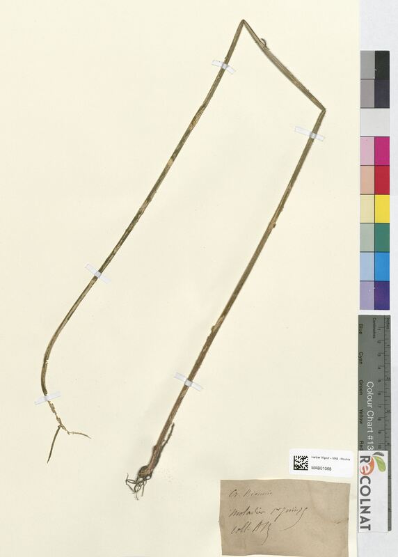 Crepis biennis (Asteraceae)