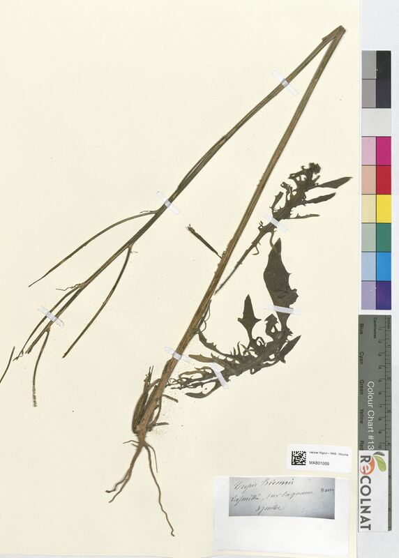 Crepis biennis (Asteraceae)