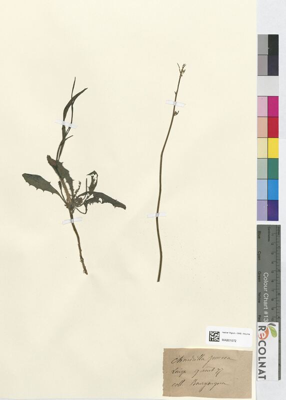 Chondrilla juncea (Asteraceae)