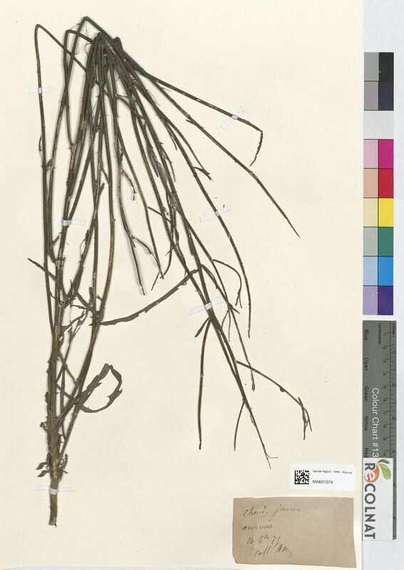 Chondrilla juncea (Asteraceae)