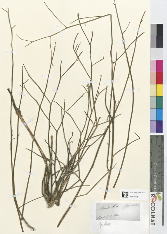 Chondrilla juncea (Asteraceae)