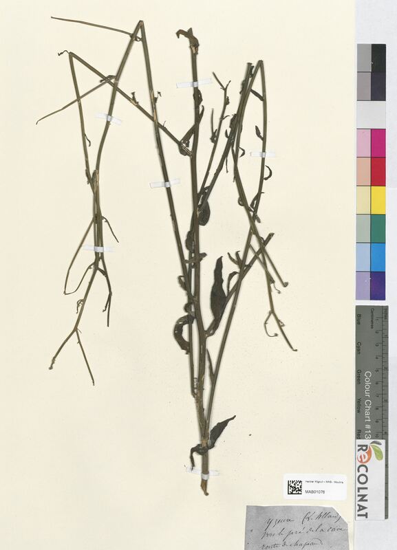 Chondrilla latifolia (Asteraceae)