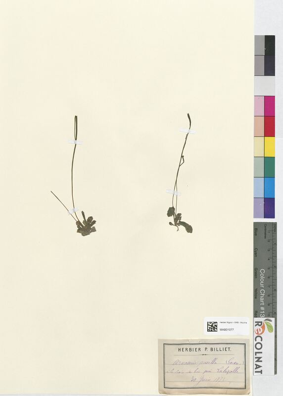 Onoseris pusilla (Asteraceae)